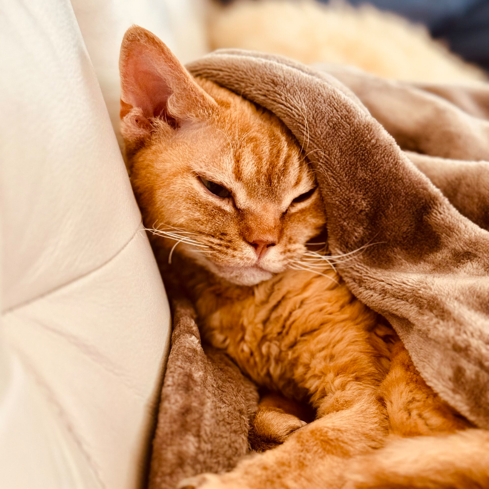Bayla Katze - Ärztehaus Fliegaufstrasse in Kreuzlingen - Psychotherapie